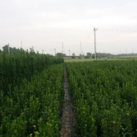 北海道黄杨小苗