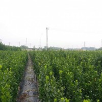 北海道黄杨小苗