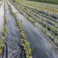 北海道黄杨