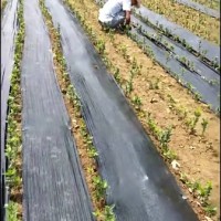 北海道黄杨