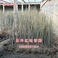 大棚香椿苗