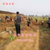 大棚香椿苗