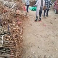 矮化香椿苗