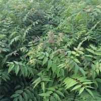 矮化香椿苗