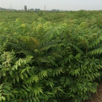 矮化香椿苗