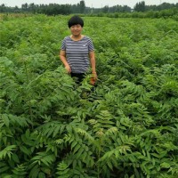 矮化香椿苗