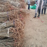 香椿矮化苗