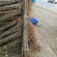 二年香椿苗