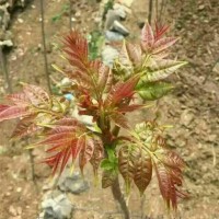 二年香椿苗