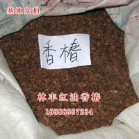 香椿种子