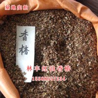 香椿种子