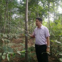 8公分香椿树