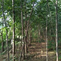 8公分香椿树