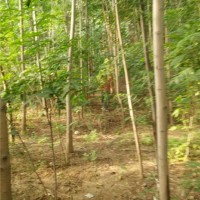 10公分香椿树