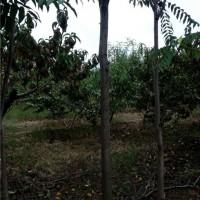 香椿工程树
