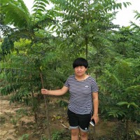 香椿工程树