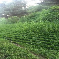 蜂巢约束系统护坡