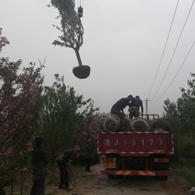 樱花10cm开挖