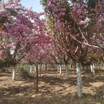 樱花树基地