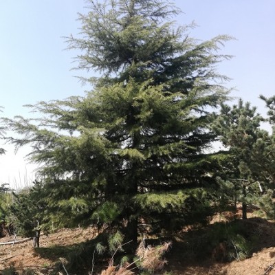 8m雪松