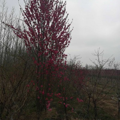龙柱碧桃
