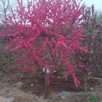 红花碧桃