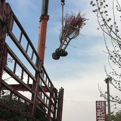 红花碧桃