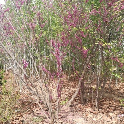 丛生紫荆