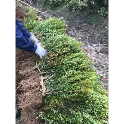 金叶女贞苗