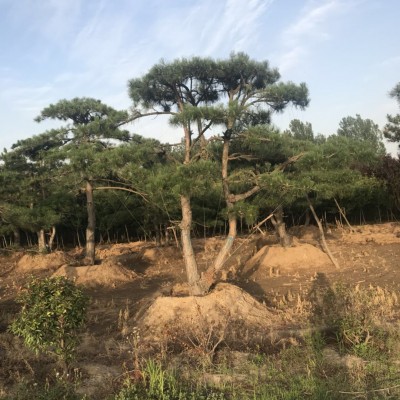 造型景松