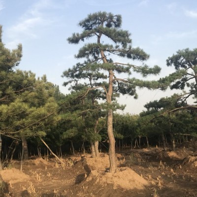 造型景松
