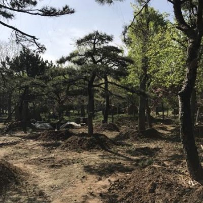 泰山景松