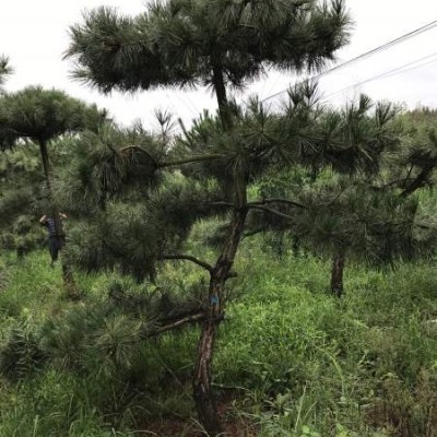 泰山景松