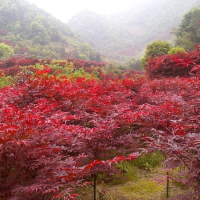 红枫