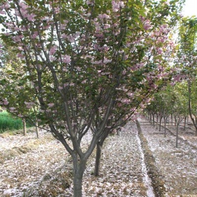 优质樱花