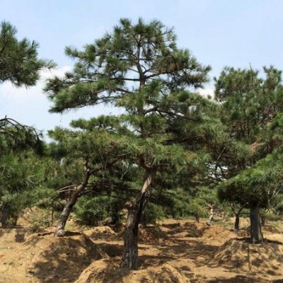 造型景松
