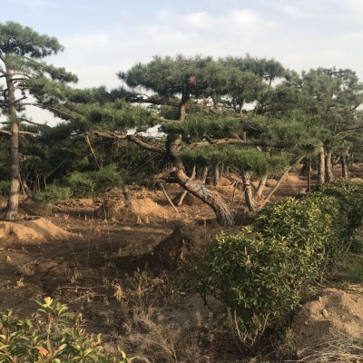 造型景松