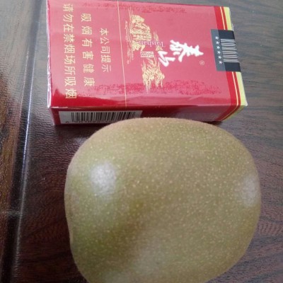 红阳猕猴桃苗