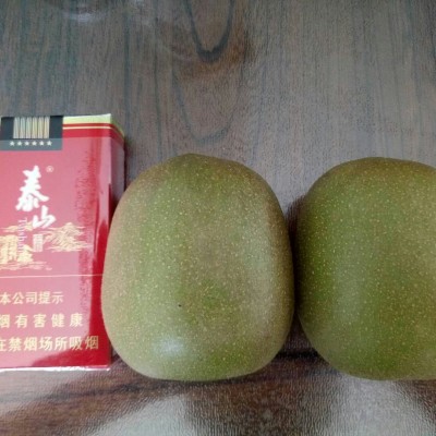 红阳猕猴桃苗