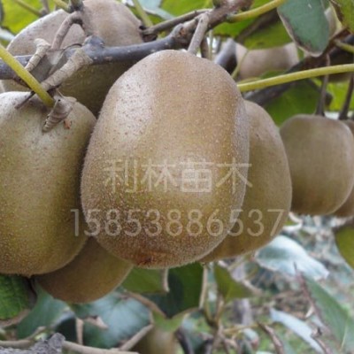 中华猕猴桃泰山1号