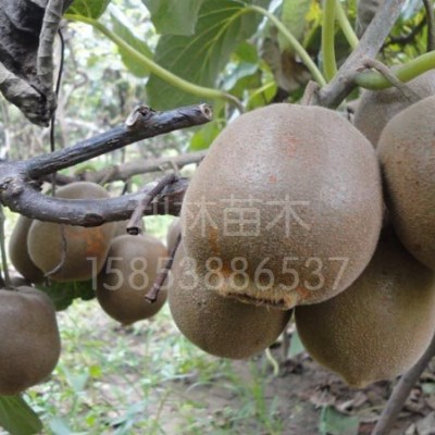 中华猕猴桃北京36