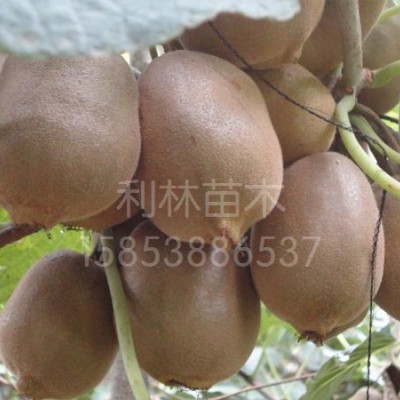 中华猕猴桃北京36