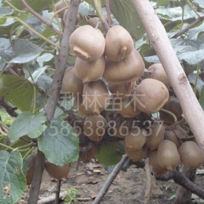 中华猕猴桃北京36