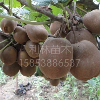 中华猕猴桃北京36