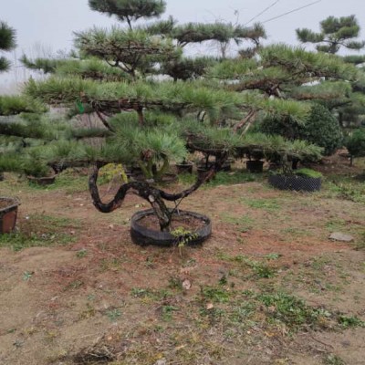 造型景松