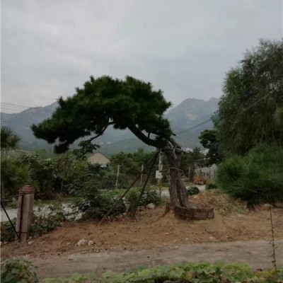 造型景观松