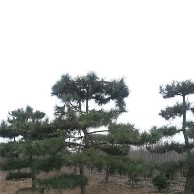 造型黑松