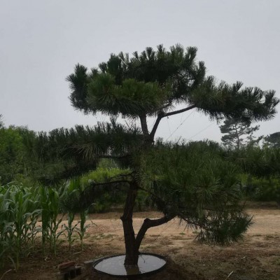 造型黑松