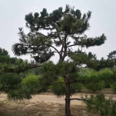 造型黑松