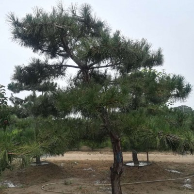 造型黑松